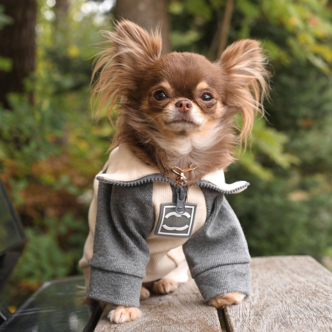 Fashion Hoodie Dog Clothes Cot - Winter Clothing Boys 评论和价格